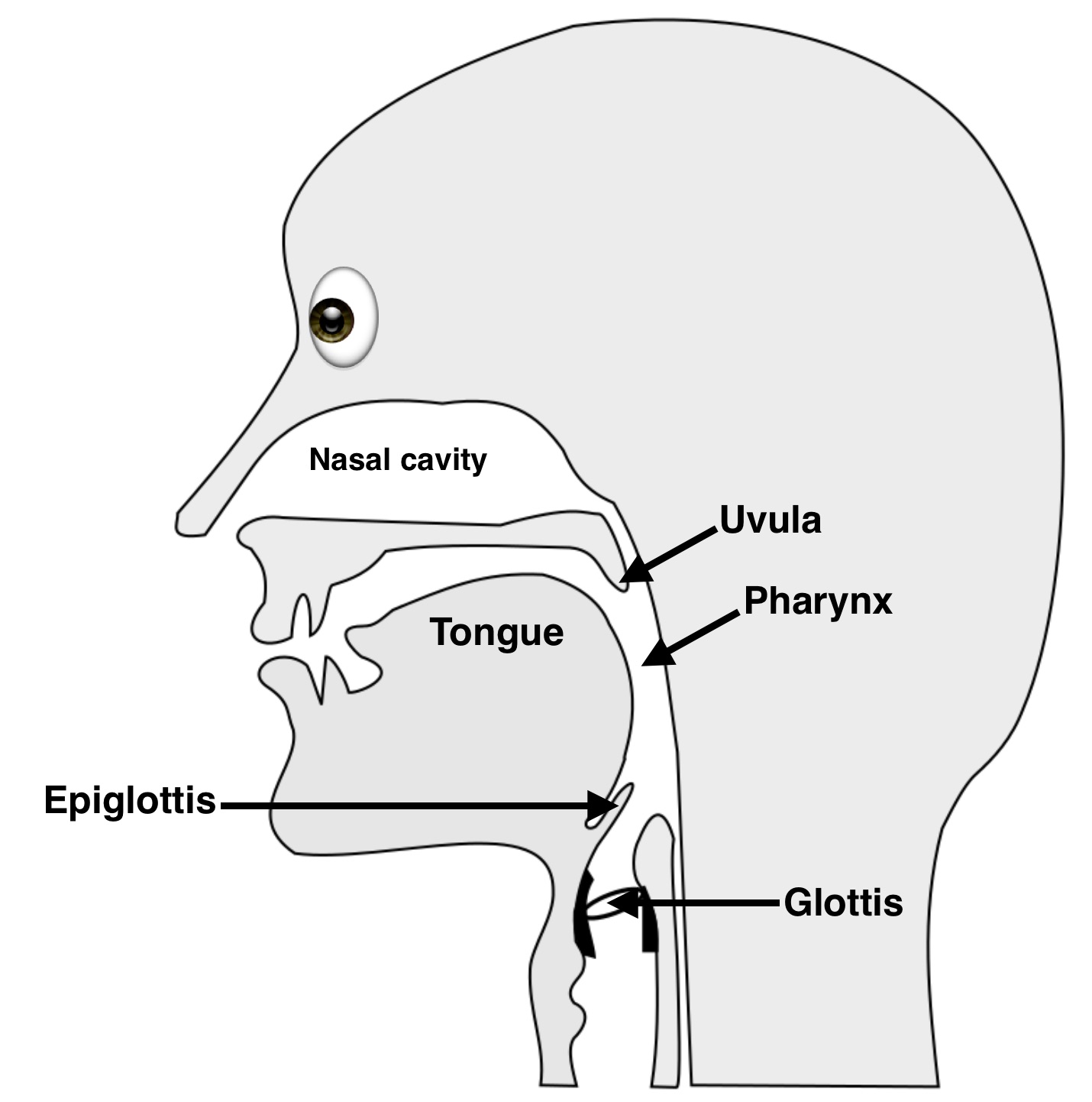Diagram of human head with Epiglottis, Uvula, Pharynx, and Glottis highlighted